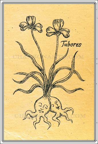 Tubores